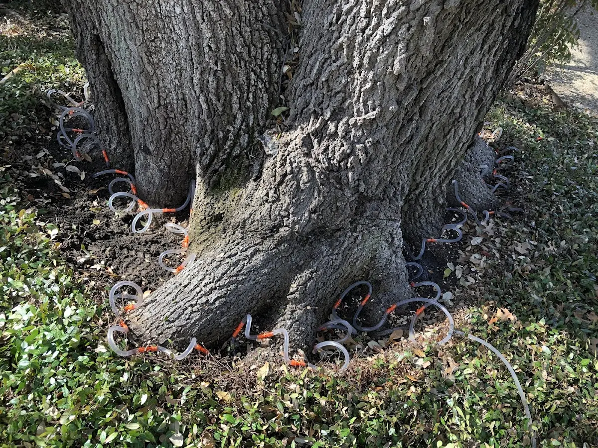 Detailed Tree Cabling and Bracing job site in Ord