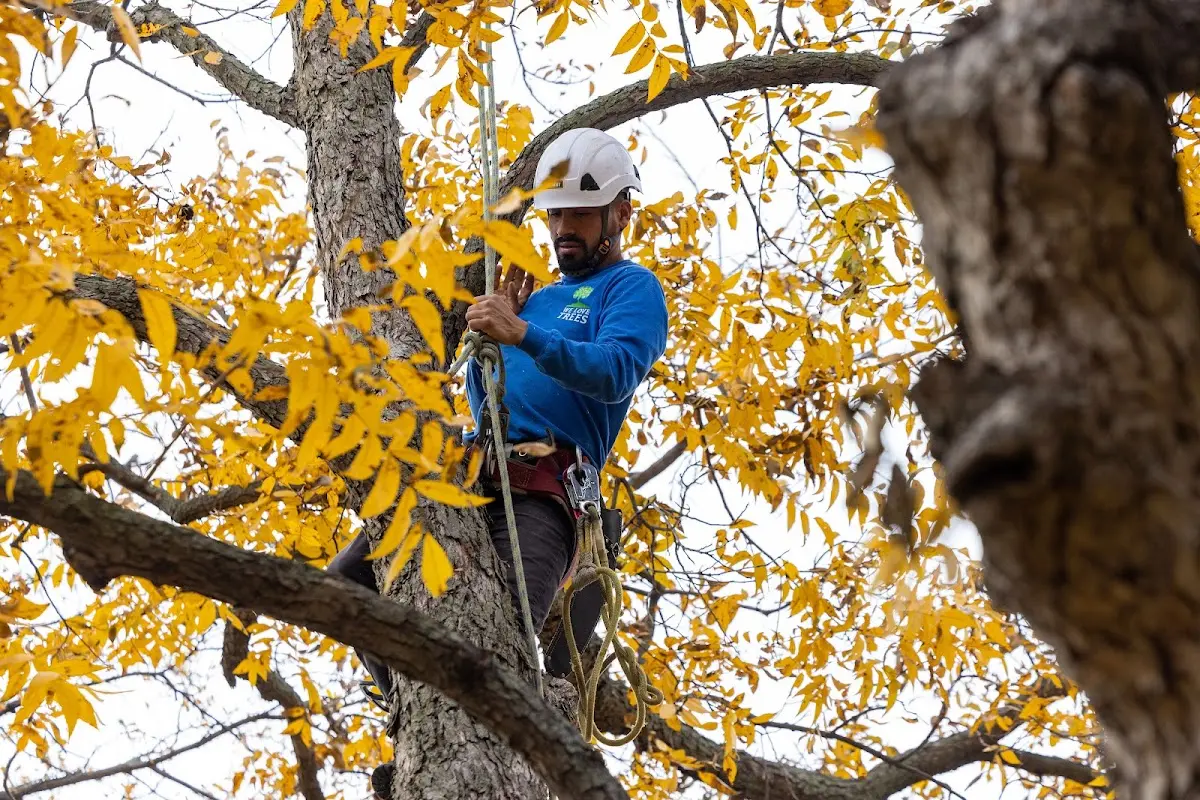 Skilled Tree Trimming crew working in Ord
