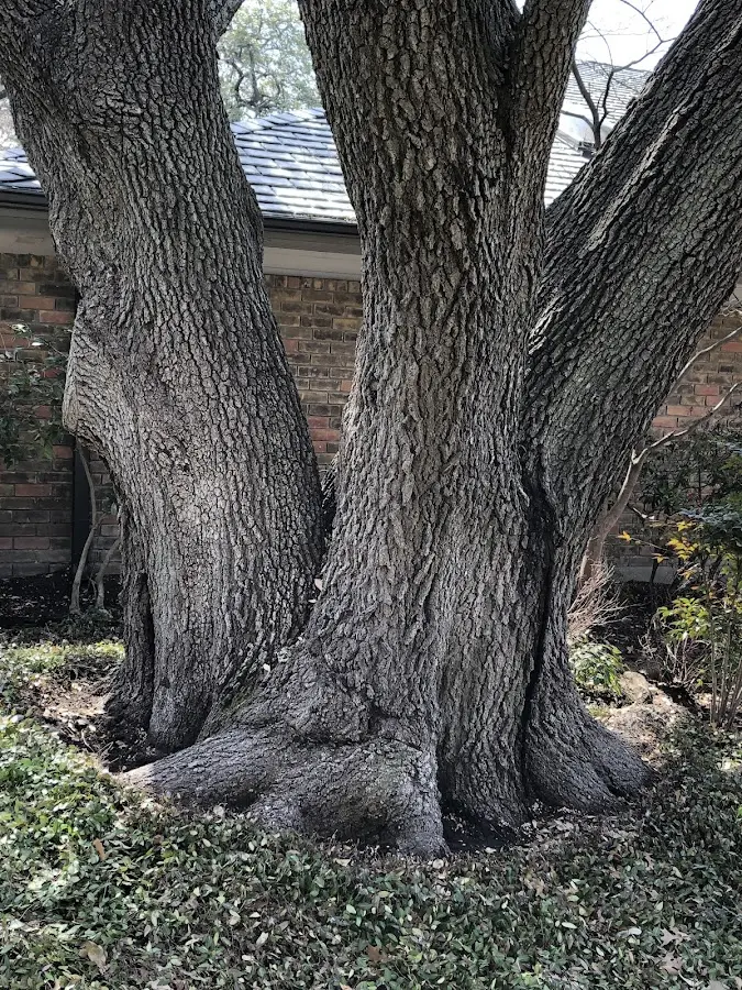 Mature heritage tree close to a Ord property cared for by certified arborists